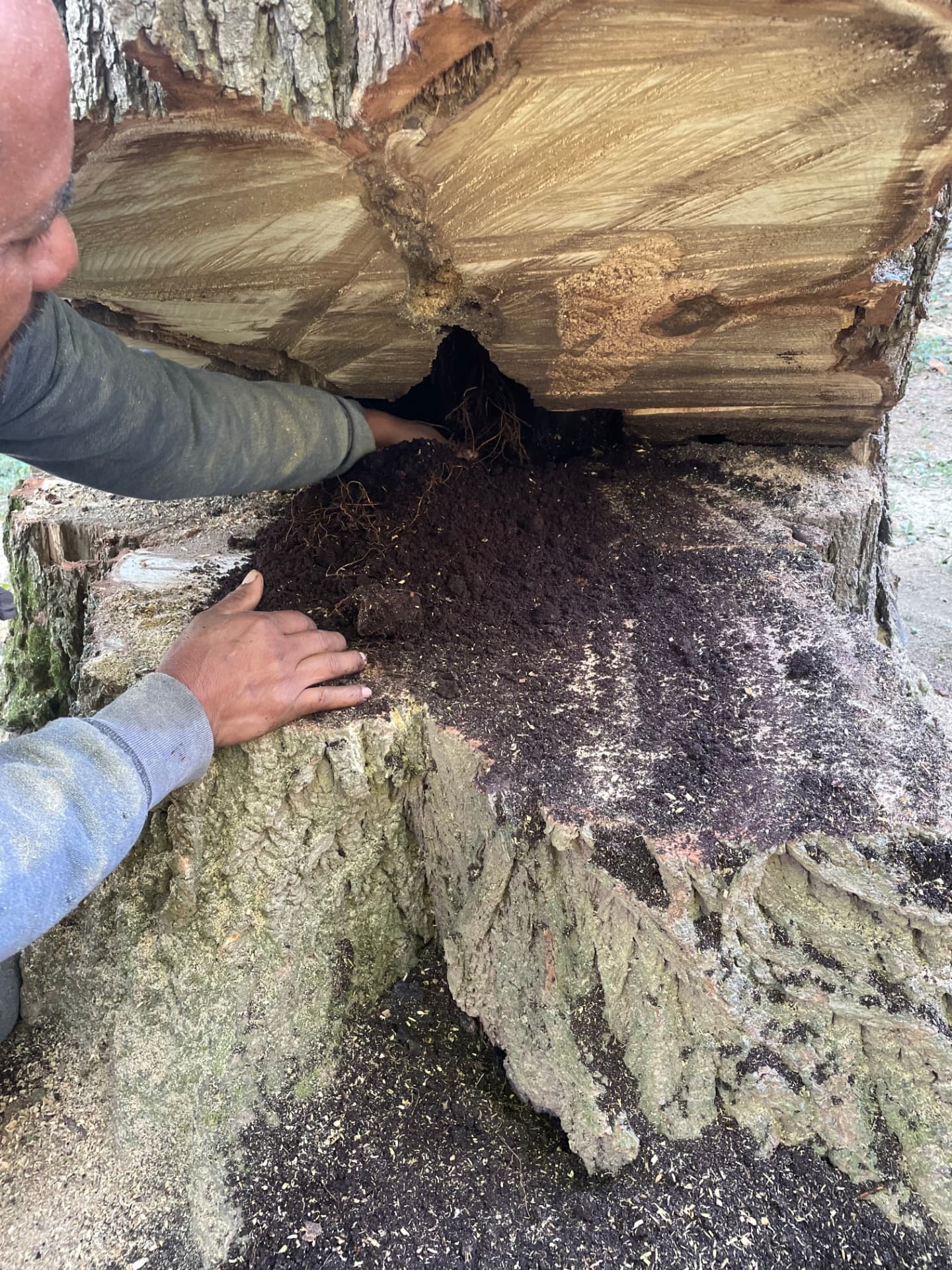 Worker reaching into the hollow, decayed center of a large felled trunk