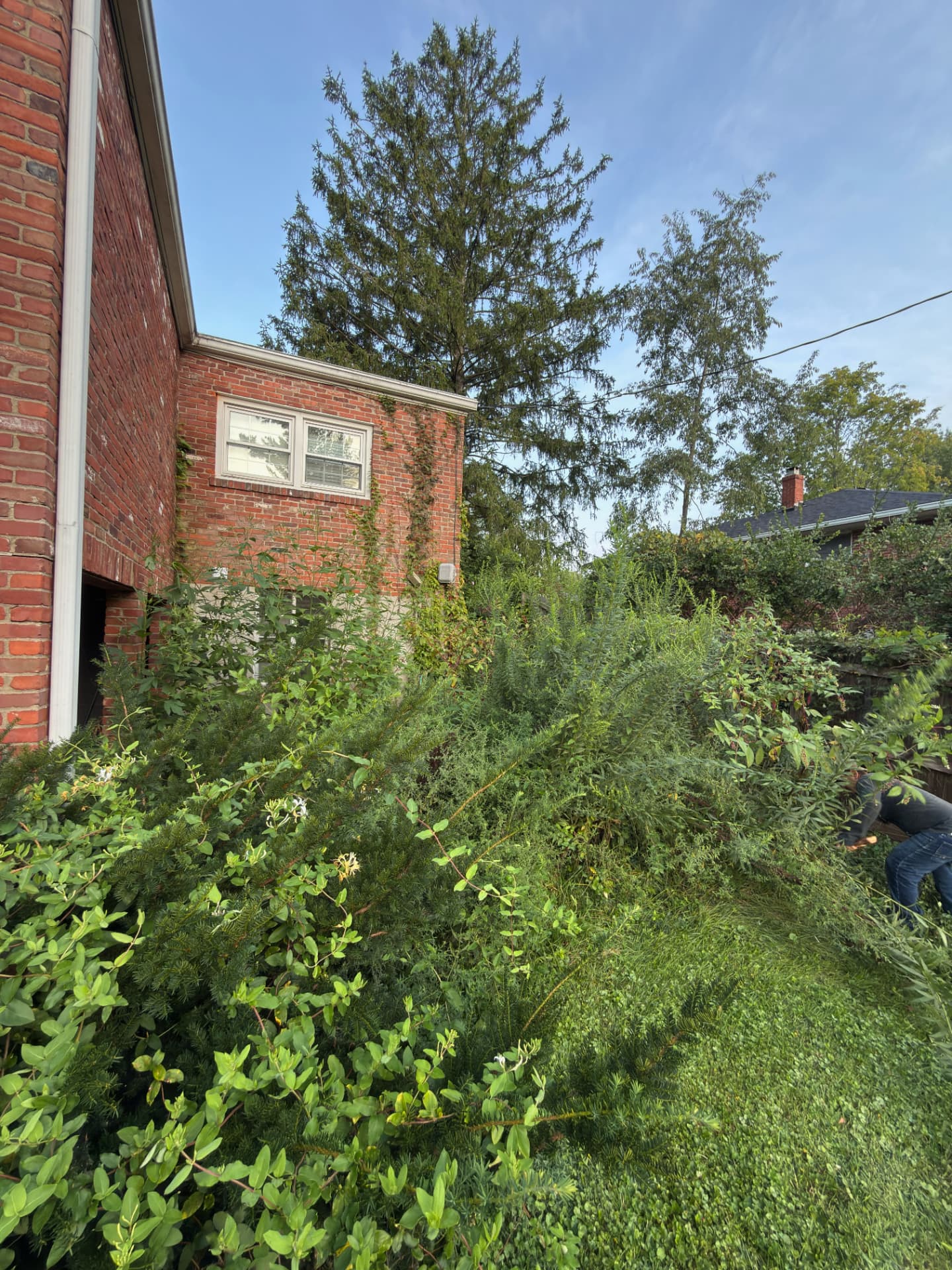Overgrown shrubs and weeds climbing the side wall of a red brick house while a worker clears the brush