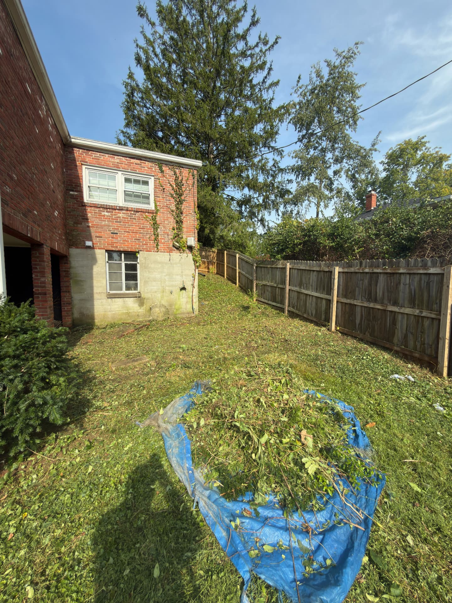 Blue tarp loaded with freshly cut branches and brush on a lawn scattered with clippings
