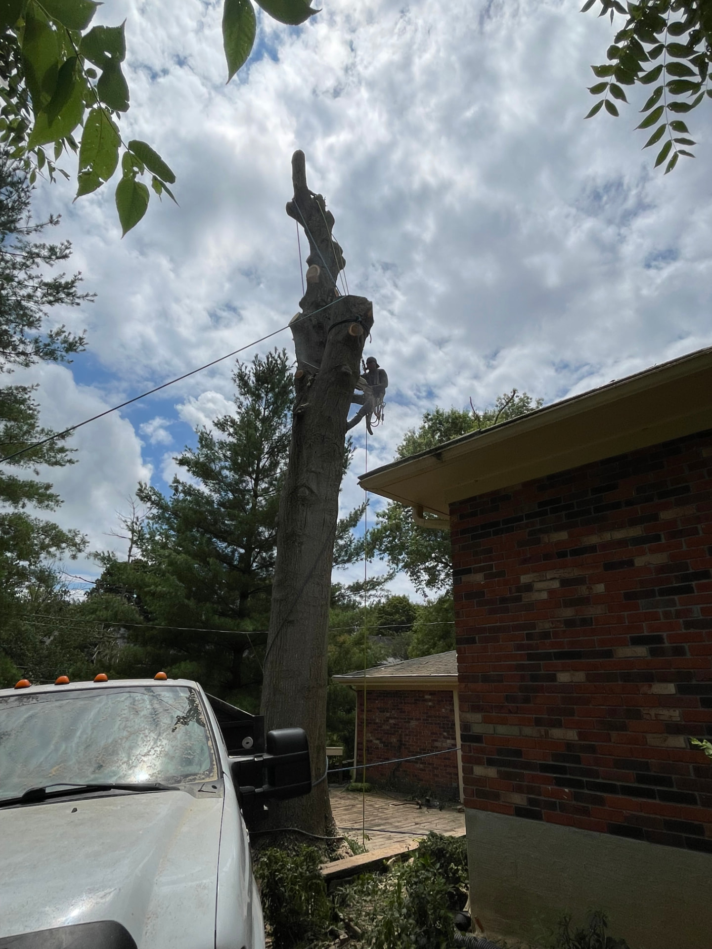 Arborist roped high on a limbed trunk during a residential tree removal