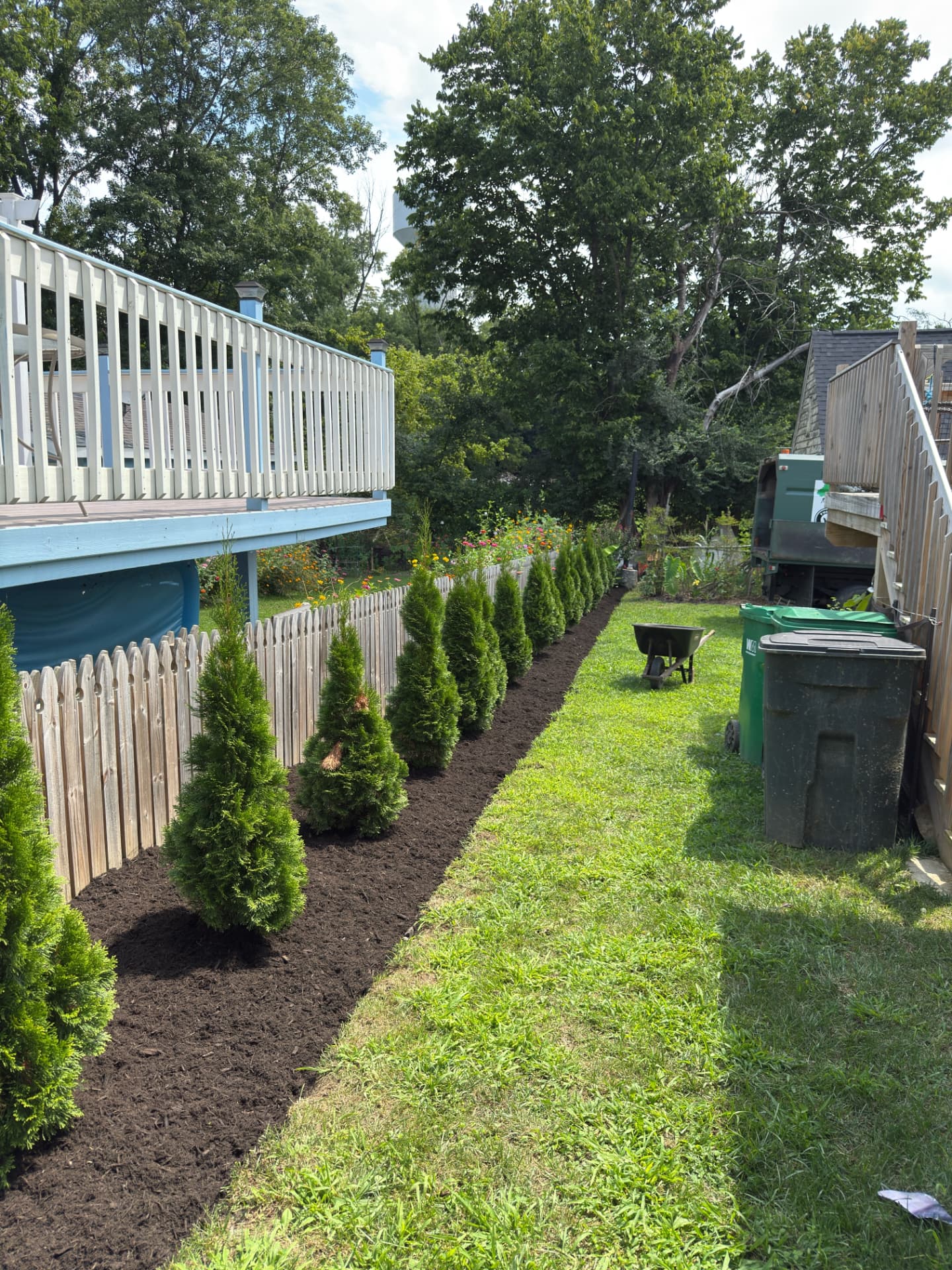 A newly planted row of pyramidal arborvitae in a fresh bed of dark mulch along a wooden fence