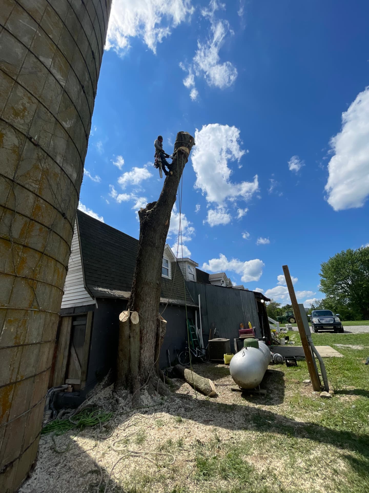 Climber working high on a tall limbed trunk beside a concrete farm silo with logs stacked below