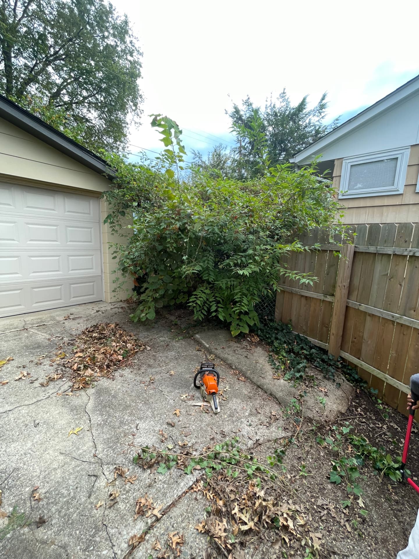 Chainsaw resting on a concrete pad in front of an overgrown shrub waiting to be trimmed
